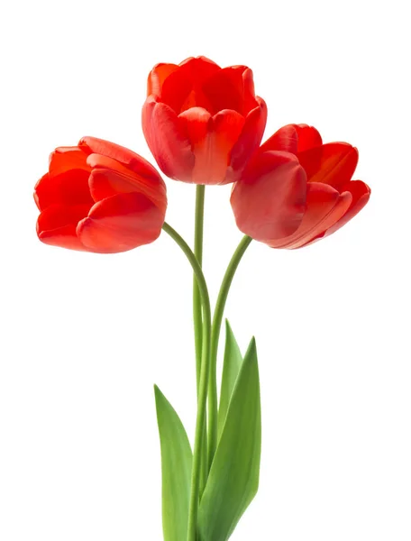 Ramo Tulipanes Rojos Primavera Flores Frescas Maqueta Para Día Las — Foto de Stock