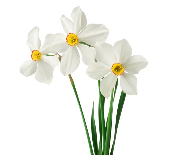Granica Kwiatowy Wiosną Piękne Żonkile Świeże Kwiaty Białym Tle Białym — Zdjęcie stockowe