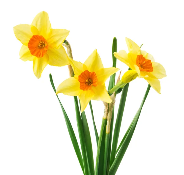 Yellow Daffodil Isolated White Background — Stock Photo, Image