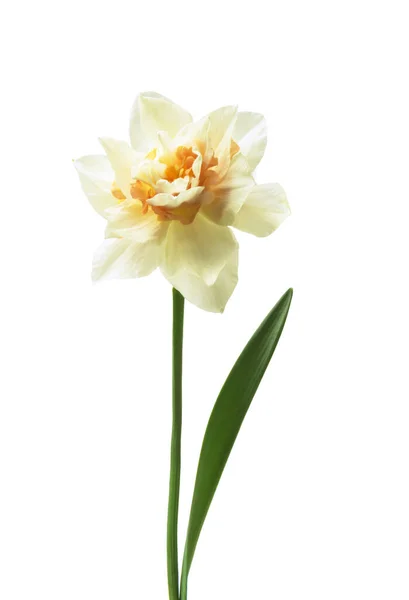 Tavaszi Virágos Szegéllyel Gyönyörű Friss Nárcisz Virág Elszigetelt Fehér Background — Stock Fotó