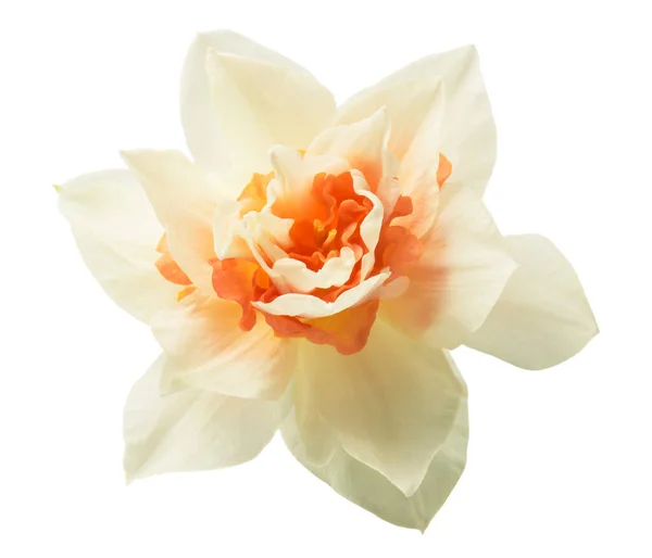 Daffodil Isolado Sobre Fundo Branco — Fotografia de Stock