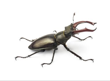 Geyik böceği beyaz arkaplanda izole edildi (Lucanus Cervus)
