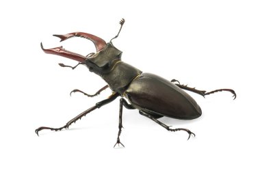 Geyik böceği beyaz arkaplanda izole edildi (Lucanus Cervus)