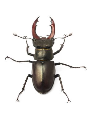 Geyik böceği beyaz arkaplanda izole edildi (Lucanus Cervus)