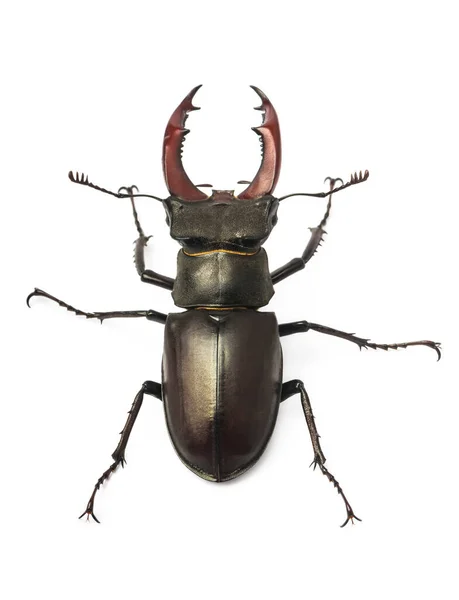 Escarabajo Ciervo Aislado Sobre Fondo Blanco Lucanus Cervus — Foto de Stock