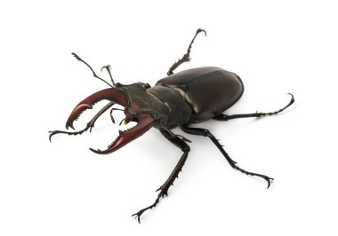 Geyik böceği beyaz arkaplanda izole edildi (Lucanus Cervus)