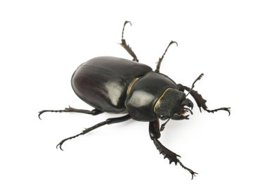  Dorcus parallelipipedus, the lesser stag beetle, is a species of stag beetle from the family Lucanidae. clipart