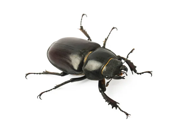Dorcus Parallelipipedus Lesser Stag Beetle Species Stag Beetle Family Lucanidae — Stock Photo, Image