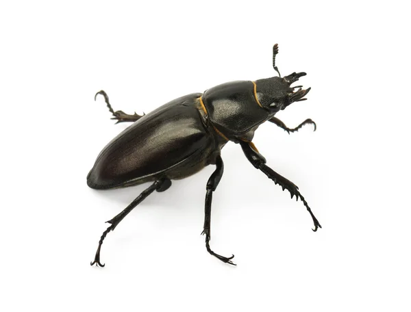 Dorcus Parallelipipedus Lucanidae Familyasından Bir Erkek Geyik Böceği Türüdür — Stok fotoğraf