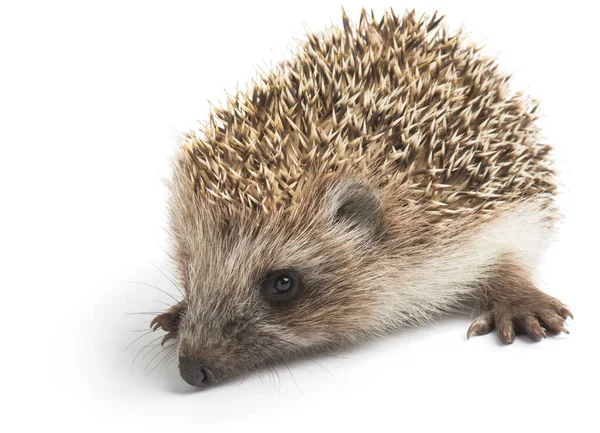 Prickly Hedgehog Isolated White Background — Stock Photo, Image