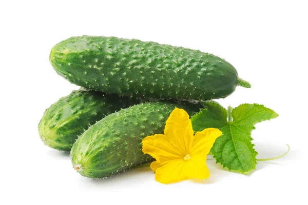 Färsk Grön Gurka Med Blad Och Blomma Naturliga Grönsaker Ekologisk — Stockfoto