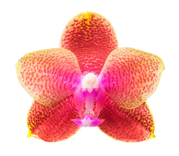 Красивый Цветок Орхидеи Изолирован Белом Селективная Фокусировка — стоковое фото