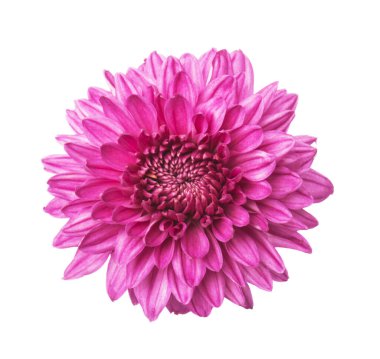 pembe kasımpatı çiçekleri beyaz izole 