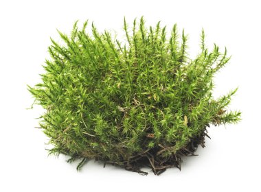 Moss beyaz zemin üzerine yeşil, görünümü top.