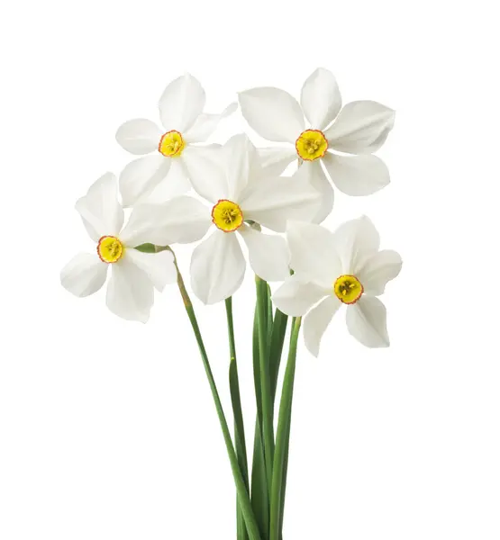 Frühling Floralen Rand Schöne Frische Narzissen Blumen Isoliert Auf Weißem — Stockfoto
