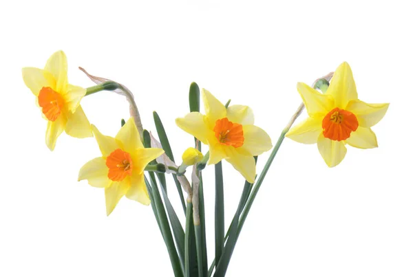 Gele Narcis Geïsoleerd Een Witte Achtergrond — Stockfoto