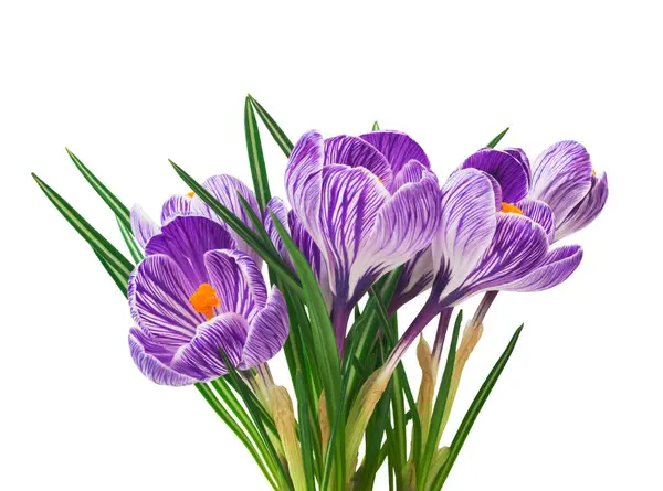 Gyönyörű Crocus Fehér Háttér Friss Tavaszi Virágok Szelektív Összpontosít Stock Kép