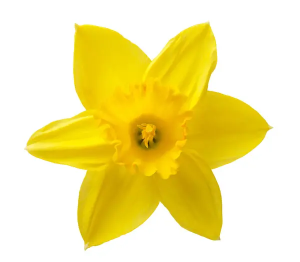 Gelbe Narzisse Isoliert Auf Weißem Hintergrund — Stockfoto