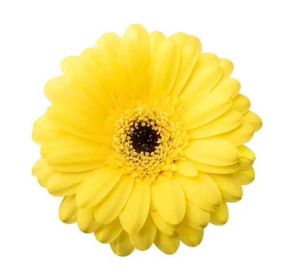 Daisy Gerbera Bunga Atas Putih Stok Gambar