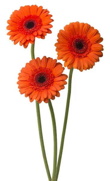 Bouquet Flowers Gerberas Isolated White Background Stock Photo