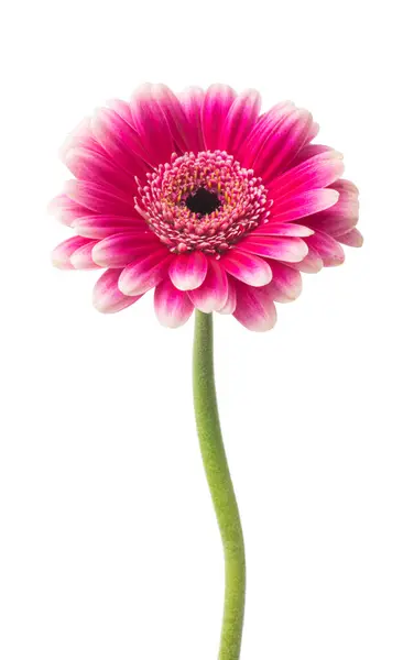 Rózsaszín Gerbera Virág Elszigetelt Fehér Alapon Stock Kép