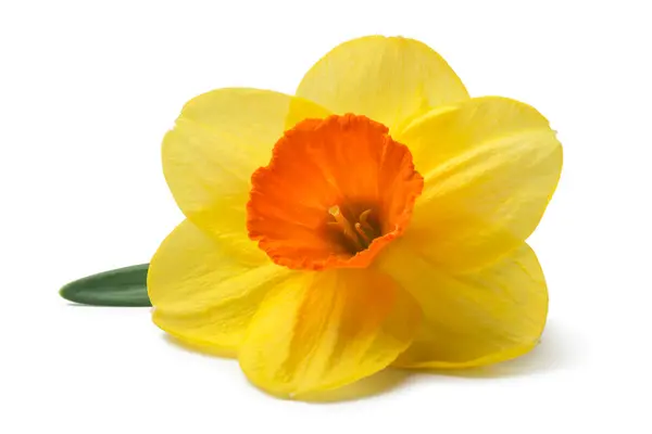 Gele Narcis Geïsoleerd Een Witte Achtergrond Rechtenvrije Stockafbeeldingen