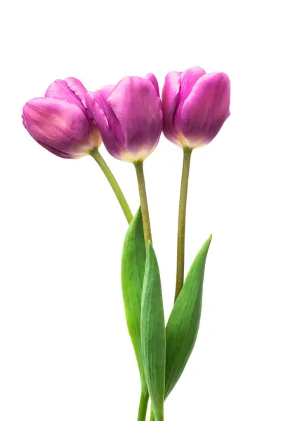 Paarse Tulpen Geïsoleerd Witte Achtergrond Stockfoto