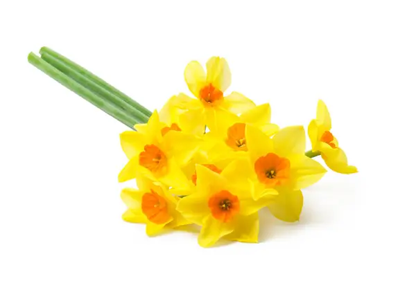 Tavaszi Virágszegély Gyönyörű Friss Nárciszvirág Fehér Háttérrel Szelektív Fókusz Stock Fotó
