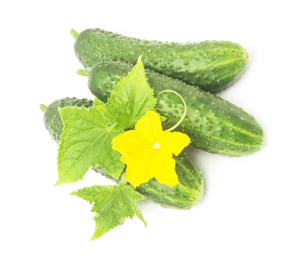 鲜绿色黄瓜 叶和花天然蔬菜 有机食品 白色背景分离 图库图片