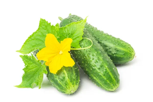 鲜绿色黄瓜 叶和花天然蔬菜 有机食品 白色背景分离 免版税图库照片