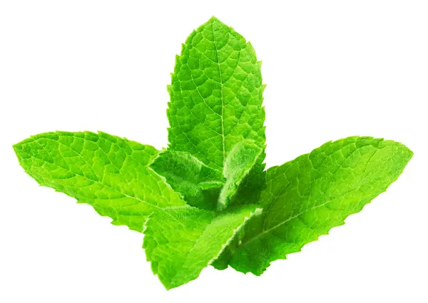Fresh Green Mint Leaves Isolated White Background Stock Picture