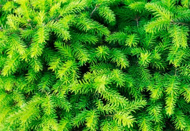 köknar dallarının arkaplanı yeni yıl için parlak yeşil dekorasyon