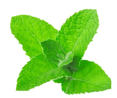 Taze yeşil nane yaprakları beyaz arkaplanda izole