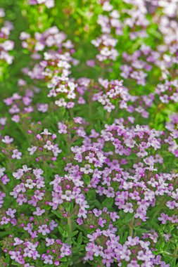 Breckland yabani kekik, sürünen kekik çiçekleri yaklaşıyor. Doğal tıp. Mutfak.