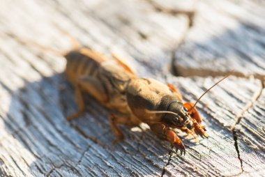 Köstebek çekirgesi, Lat. Gryllotalpidae, ahşap arka planda. Seçici odak