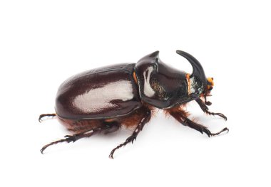Avrupa gergedan böceği (Oryctes nasicornis), beyaz üzerine izole edilmiş büyük bir uçan böcek türüdür.
