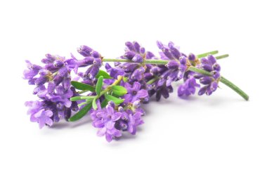 Beyaz arka planda izole edilmiş bir demet lavanta şifalı bitkisi..
