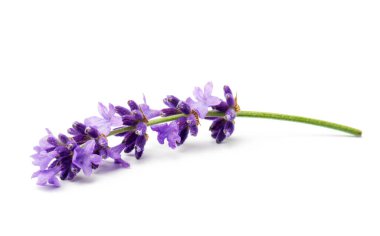 Beyaz arka planda izole edilmiş çiçek lavantalı şifalı bitkiler..