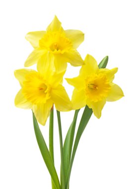 Bahar çiçek sınır, güzel taze nergis çiçek, beyaz arka plan üzerinde izole.