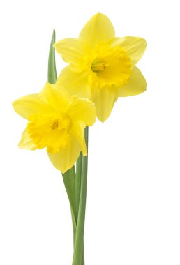 Bahar çiçek sınır, güzel taze nergis çiçek, beyaz arka plan üzerinde izole.