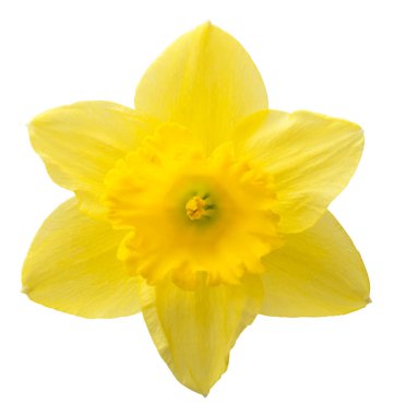 Beyaz arka planda izole edilmiş sarı nergis çiçeği. Bahçe işinde reklam ve ambalaj tasarımı için güzel bir kompozisyon.