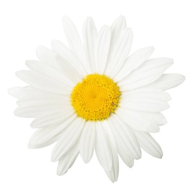 Beyaz arka plan üzerinde izole bir beyaz papatya çiçek. Düz yatıyordu, en iyi görünüm. Çiçek desenli, nesne