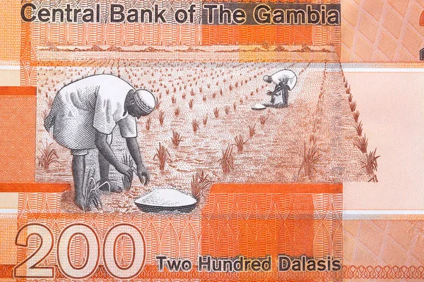 stock image Planting rice from Gambian money - dalasi