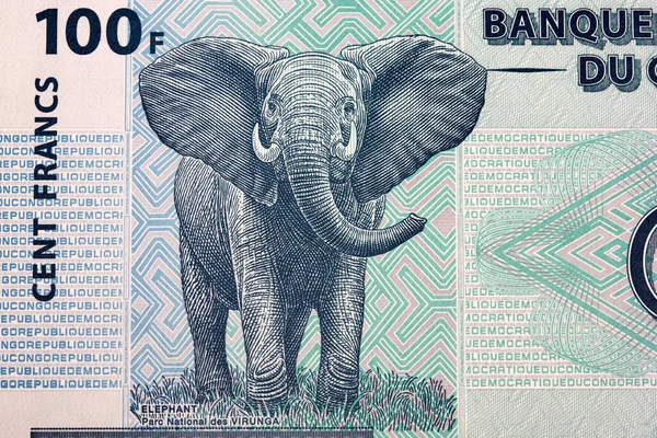 Slon Konžských Peněz Frank — Stock fotografie