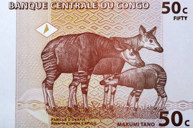 Okapis, Kongo parasından Epulu Okapi Rezervi 'de.