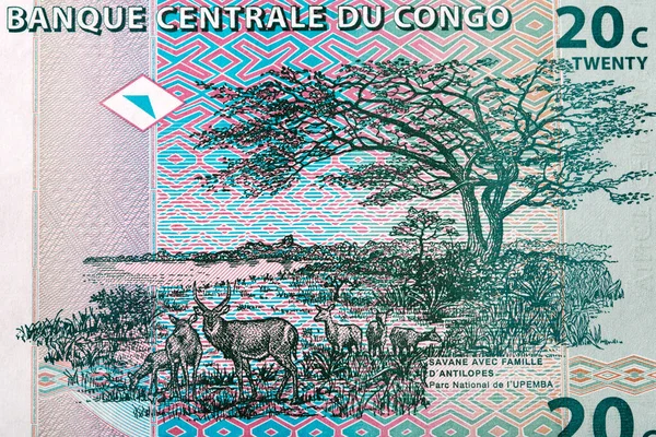 stock image Upemba National Park from Congolese money - Centimes