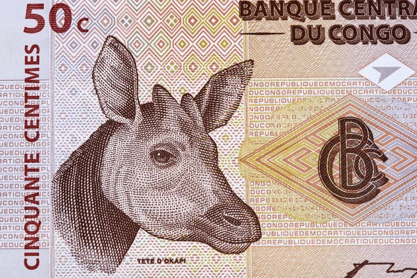 stock image 	Okapi a portrait from old Congolese money - centimes