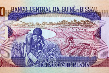 Gine-Bissau parasından saha çalışması - peso