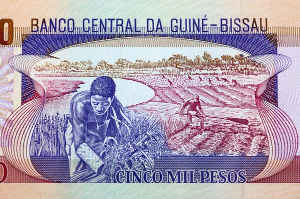 Veldwerk Uit Guinee Bissau Peso — Stockfoto