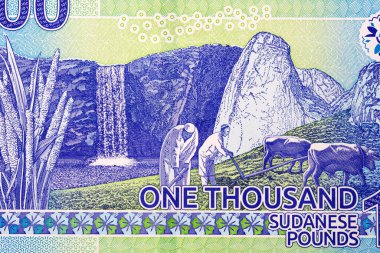 İki çiftçi para sığırlarıyla tarlayı sürüyorlar Sudan parası